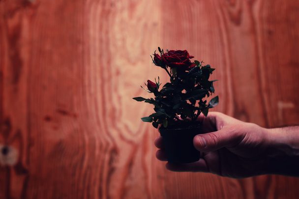Garnek z różą w tle komplet mężczyzna dłoni - Zdjęcie, obraz