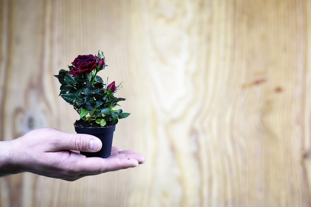 Rose in a hand man - Foto, Imagen