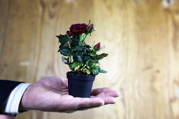Τριαντάφυλλο σε ένα χέρι άνδρα - Φωτογραφία, εικόνα