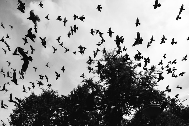 空を飛ぶ鳥  - 写真・画像