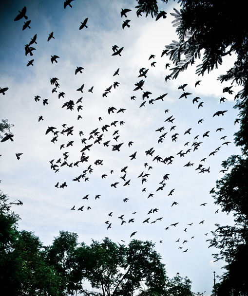 pájaro volando en el cielo  - Foto, Imagen