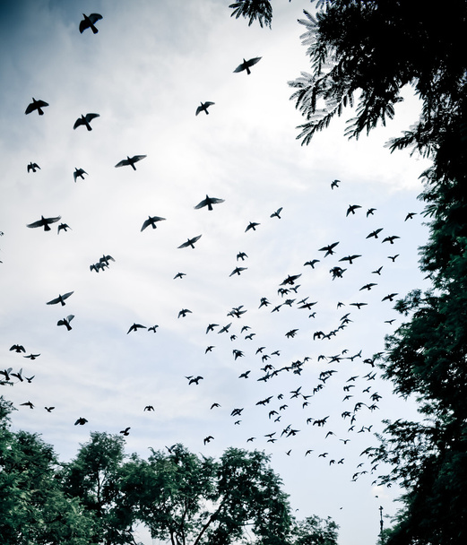 ptak latający po niebie  - Zdjęcie, obraz