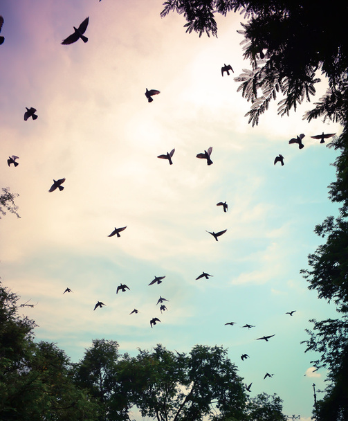 птица, летящая в небе  - Фото, изображение
