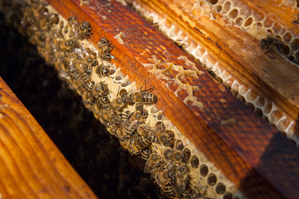 Close up view of the bees swarming on a honeycomb. - Foto, immagini
