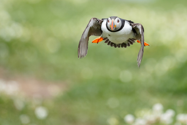 Puffin bird in flight - Foto, Bild