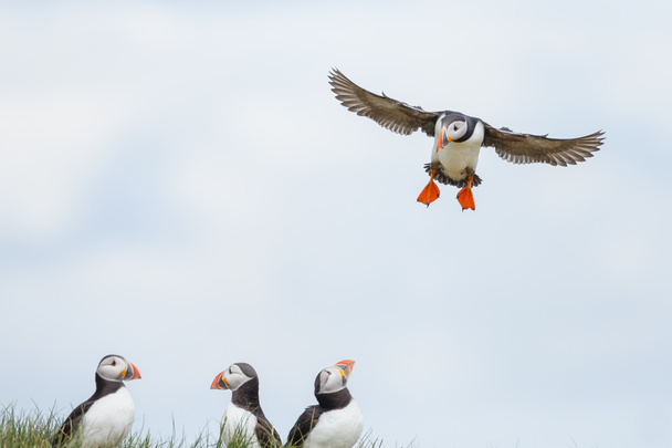 Group of puffins on a rock  - Foto, Bild