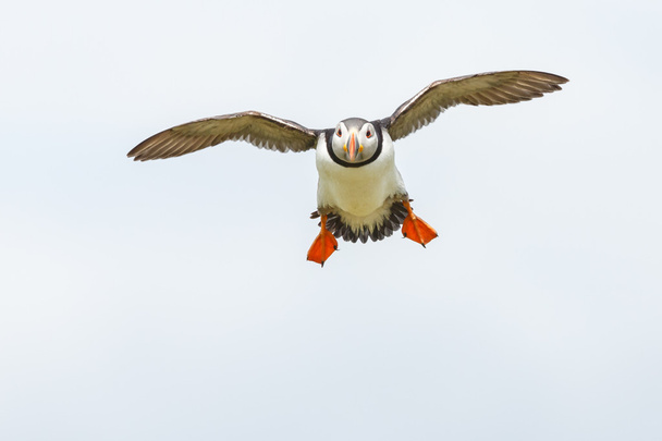 Puffin bird in flight - Foto, Bild