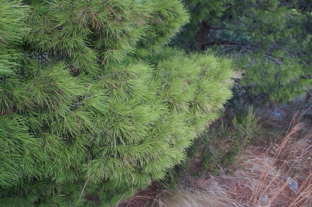 green foliage of the pine,a variety  forms in nature - Foto, immagini