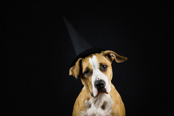 Dog in halloween hat of witch - Photo, image