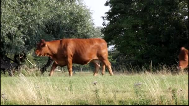 drie bruin koeien lopen in een veld in Engeland. - Video