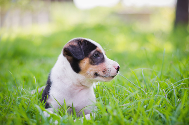 filhote de cachorro bonito Beagle feliz sobre o prado e sol
 - Foto, Imagem