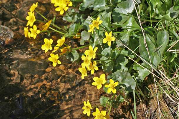 Caltha palustris (suokehäkukka tai kuppi) kukat
 - Valokuva, kuva