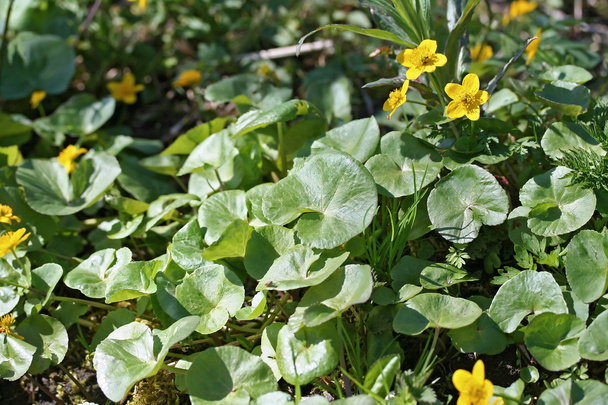 Caltha palustris (souci des marais ou marigolets) fleurs
 - Photo, image