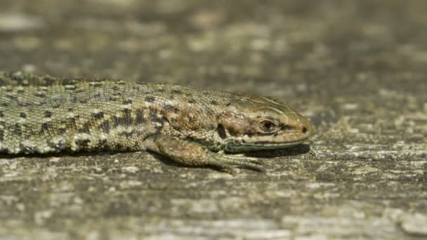 Close-up of a Common Lizard (Zootoca vivipara) basking on in the sun on wood - Πλάνα, βίντεο