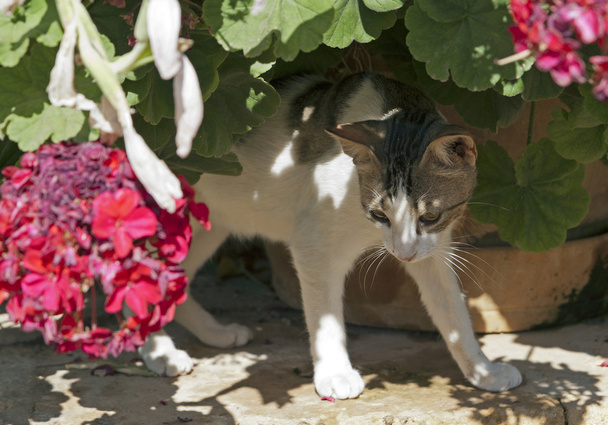 Gato jugando entre flores florecientes dentro de un jardín
 - Foto, Imagen