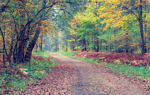 Route door de prachtige herfst bos. - Foto, afbeelding
