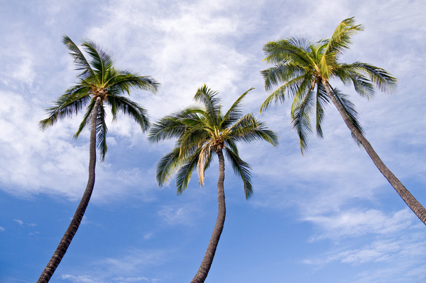 Three palm trees - Foto, Imagen