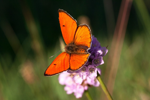 male Lycaena dispar in all its glory - Photo, Image