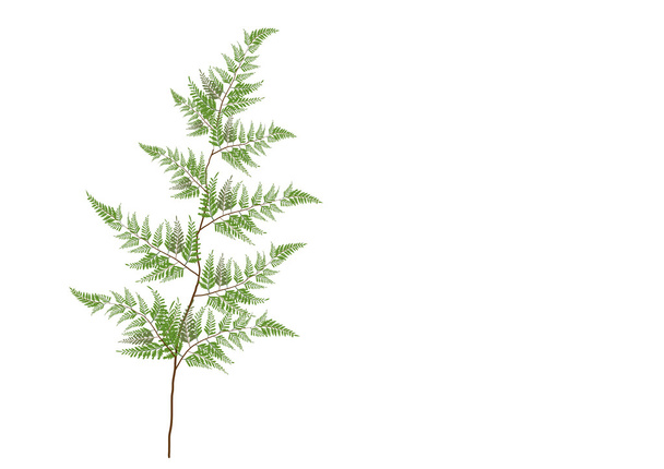 fern leaves isolated hand drawn on white background,vector illustration - Vector, Image