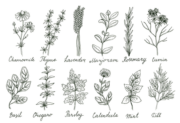 design of cute herbs set - Vector, afbeelding