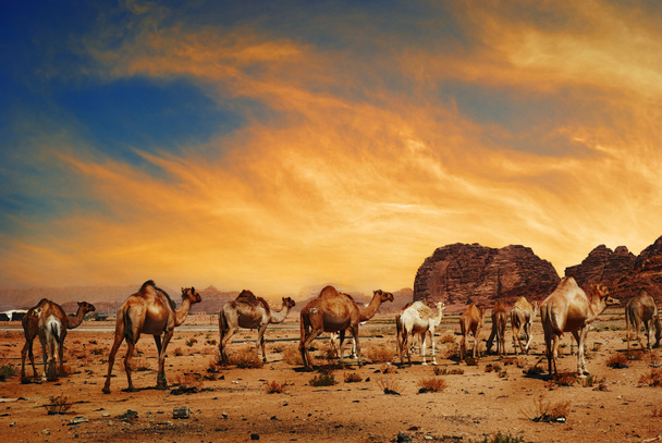 Camels in Wadi Rum - Photo, Image