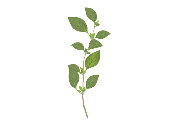 Basil leaves on the branch. herbs for cooking hand drawing illustration . ingredient plant for food. isolated pictures for object or background - Διάνυσμα, εικόνα