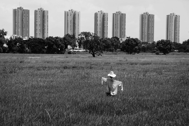 Scarecrow in rice field  - Fotó, kép