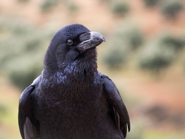 Портрет вороны (Corvus corax)
 - Фото, изображение
