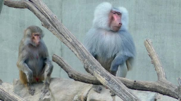 Aslan kuyruklu makak (Macaca silenus) veya wanderoo Güney Batı Ghats Hindistan'a endemik bir eski dünya maymun olduğunu. - Video, Çekim