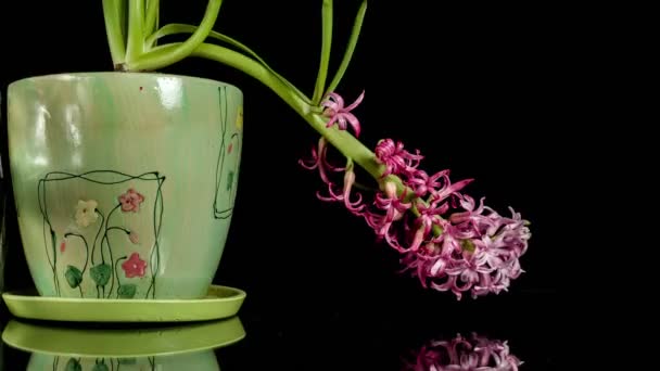 Hyacinthus sterven op zwart 4k time-lapse - Video