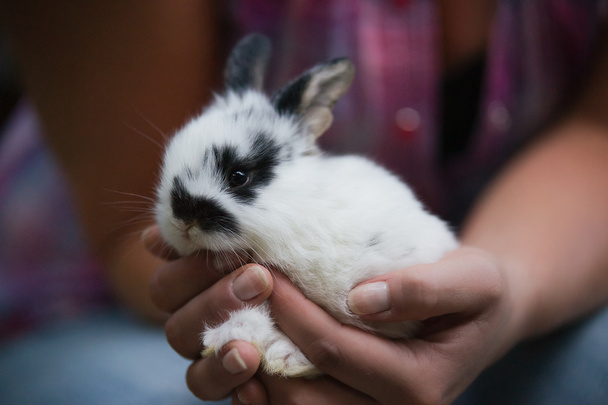 дитини кролика
 - Фото, зображення