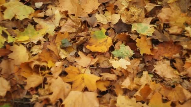schöne Stadtpaare im Herbst - Filmmaterial, Video