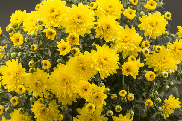 Chrysanthème jaune gros plan
 - Photo, image
