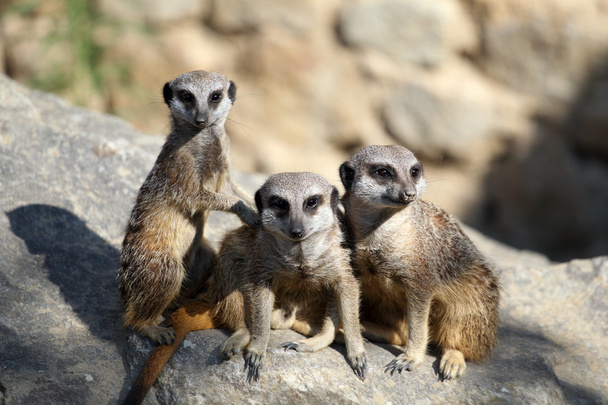 Meerkats - Φωτογραφία, εικόνα