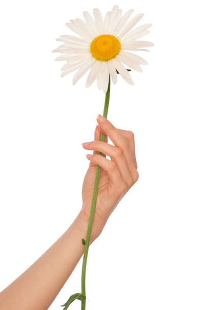 Big white daisy - Фото, изображение