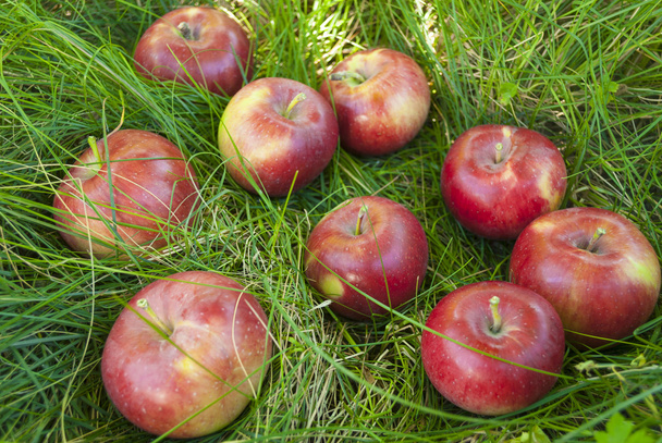 Яблука в траві
 - Фото, зображення