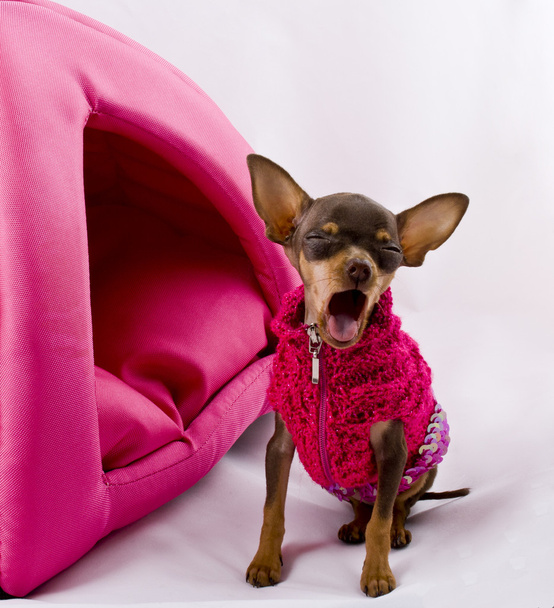 Hund / singender Glamour superkleiner Hund - Foto, Bild