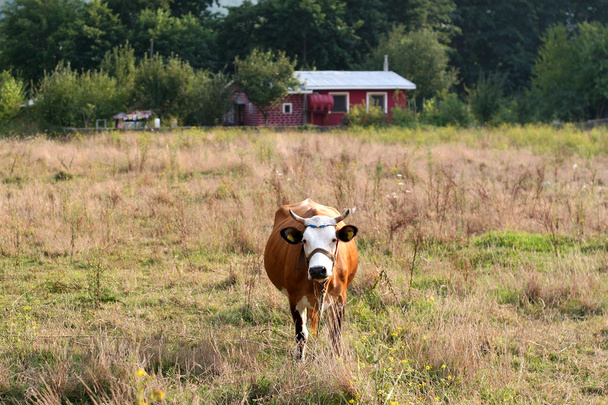 Vache sur le pâturage - Photo, image