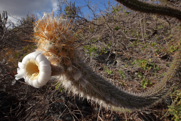 Kaktusy v caatinga v Brazílii - Fotografie, Obrázek
