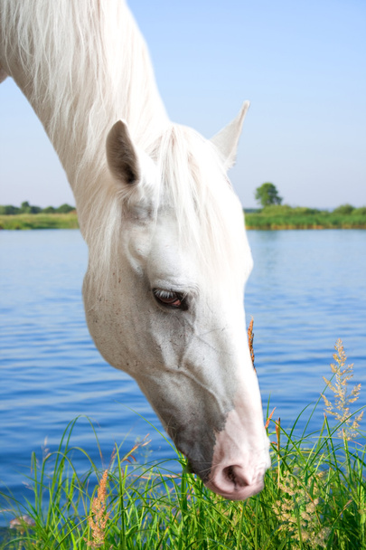Grazed white horse - Fotoğraf, Görsel