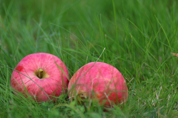 oogst van de appel op het gras - Foto, afbeelding