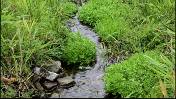 いくつかの緑豊かな植生を流れる小河川. - 映像、動画