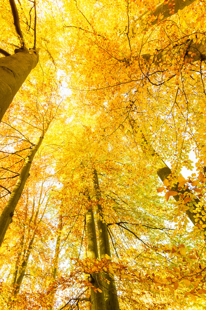 Autumnal trees in sunshine. - Foto, Imagen