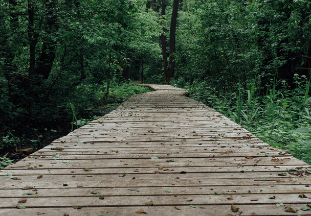 Sentiero in legno tra boschi decidui
 - Foto, immagini