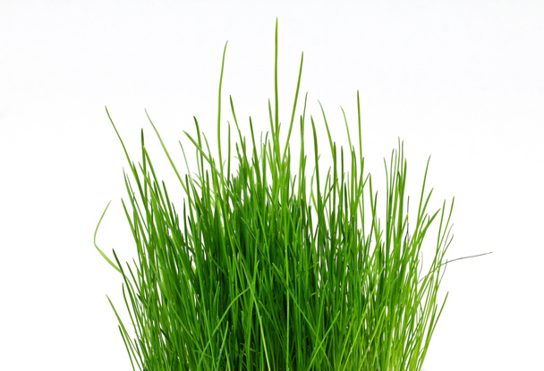 A pot with green grass. - 写真・画像