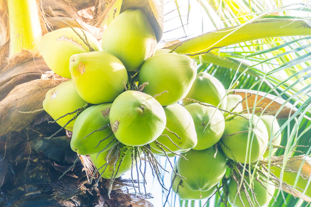 Coconut ovoce na kokosová palma - Fotografie, Obrázek