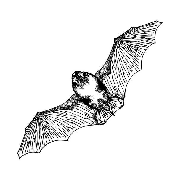 Stylized hand drawing bat - Vector, Image