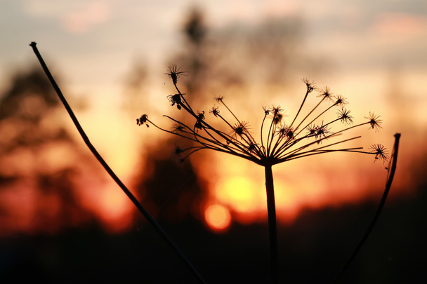Nordic naplemente sziluettje ág - Fotó, kép