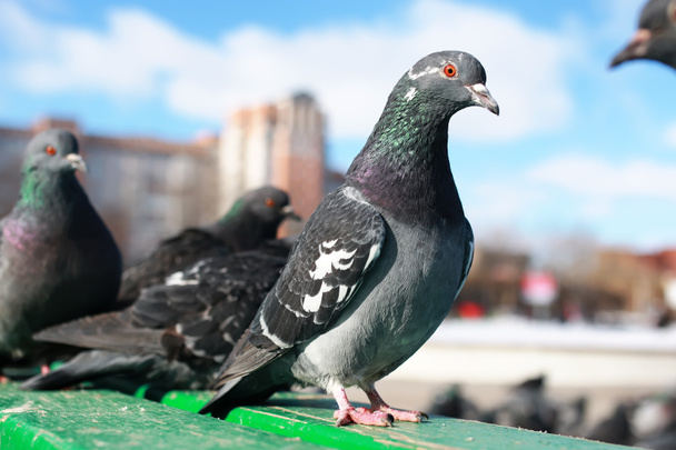 palomas en el fondo de la ciudad
 - Foto, imagen