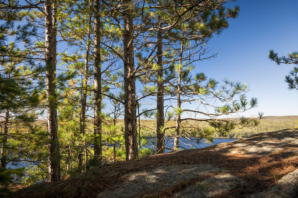 Pines on sunny cliff - Fotografie, Obrázek